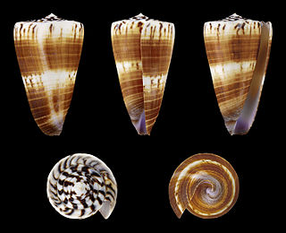 <i>Conus planorbis</i> species of mollusc