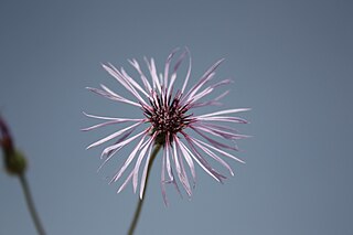 <i>Volutaria</i> Genus of flowering plants