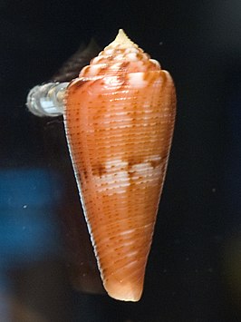 Conus granulatus