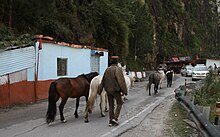 Un groupe de poneys marche avec un homme le long d'une route