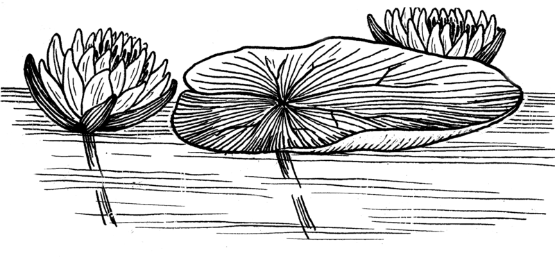 File:Water Lily (PSF).png