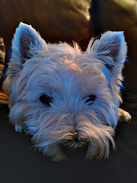 File:West Highland White Terrier. HDR Photography.jpg