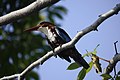 * Nomination A White-throated Kingfisher (Halcyon smyrnensis) above a lake. --GerifalteDelSabana 11:13, 8 July 2018 (UTC) * Promotion  Support Good quality. A location would be nice. --XRay 12:32, 8 July 2018 (UTC) @XRay: It's geotagged, and the name is the city in which the bird was sighted! :) -- GerifalteDelSabana 12:56, 8 July 2018 (UTC)