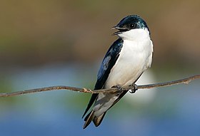 White-winged Swallow (Tachycineta albiventer) (28217420606).jpg