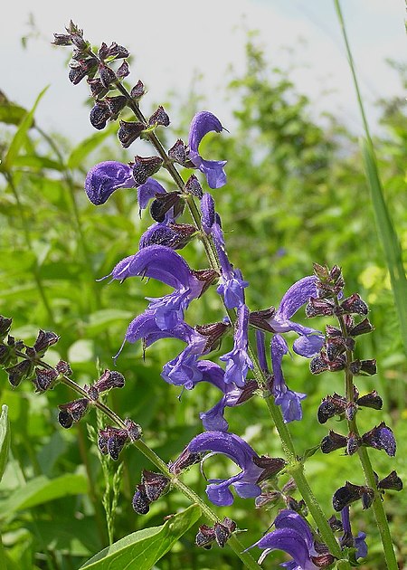 Wiesensalbei 1