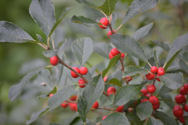 File:Winterberries in the Fall.jpg