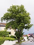 Lindenbaum