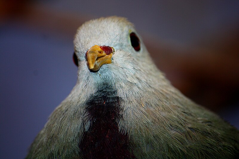 File:Wompoo Fruit Dove by Trisha 6.jpg