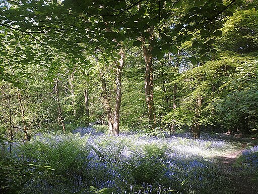 Woods, Brinscall - geograph.org.uk - 1888525