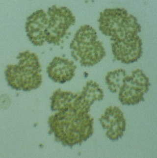 <i>Woronichinia</i> Genus of cyanobacteria