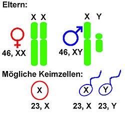 Gonosom: XYXX-System, ZWZZ-System, XXX0-System