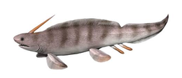 Restoration of the Late Devonian-Triassic freshwater shark Xenacanthus Xenacanthus NT small cropped.png