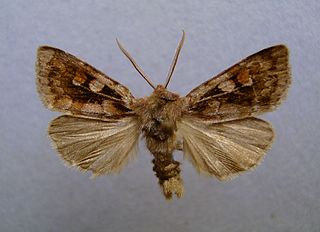 <i>Xestia alpicola</i> Species of moth