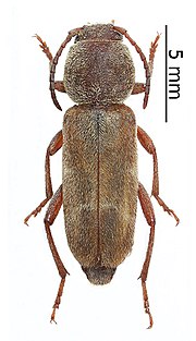 Miniatura para Xylotrechus alakolensis