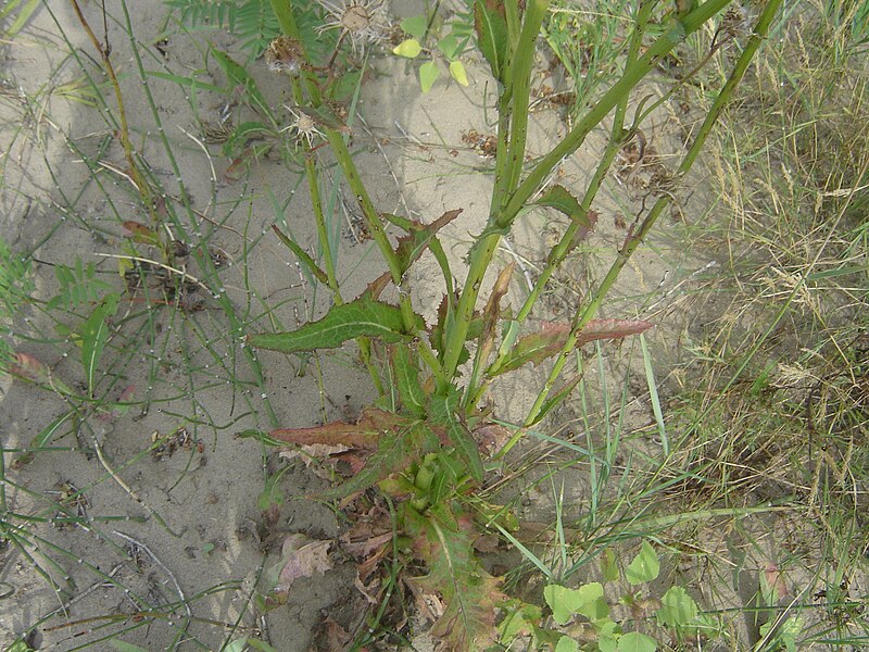 File:YellowFlowersGoneToSeedLeavesandBase.jpg