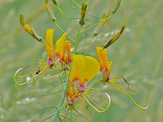 <i>Cleome angustifolia</i> Species of flowering plant