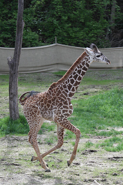 File:Young giraffe Frolicking.jpg