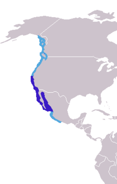 Zalophus californianus distribution.png