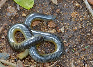 African giant blind snake Species of reptile