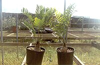 Zamia amblyphyllidia