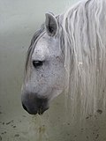 Vignette pour Cheval ibérique