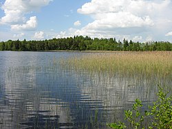 Žiaunė danau