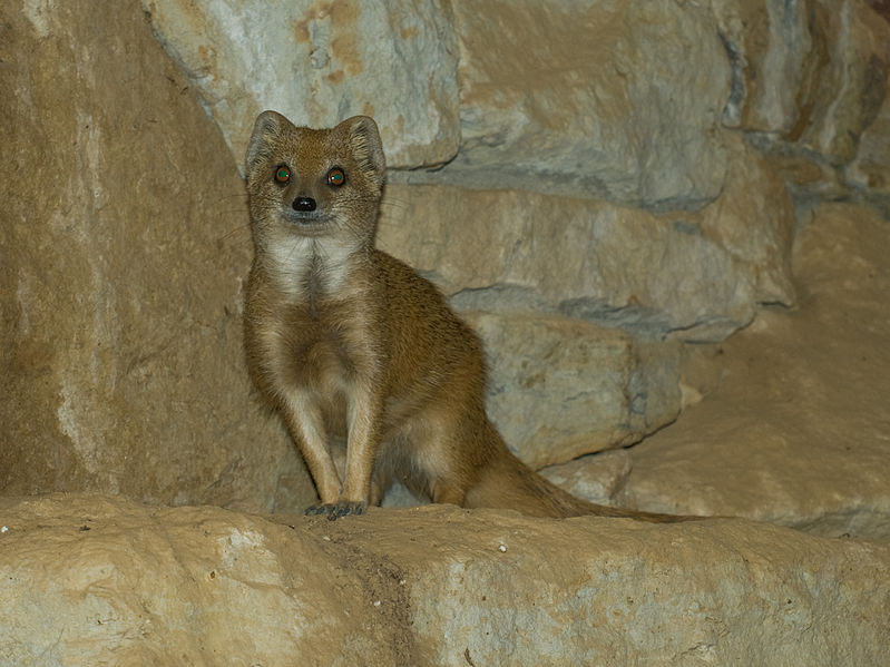 File:Zoo Praha, Cynictis penicillata, 6.jpg