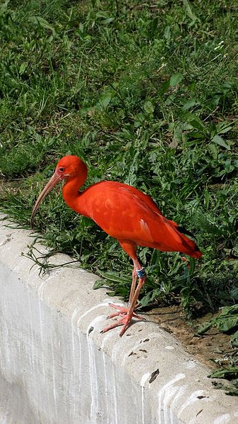 File:Zoo de Vincennes, Juin 2007 - Ibis rouge.jpg