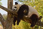Zooparc de Beauval - Panda - 2016 - 012.jpg
