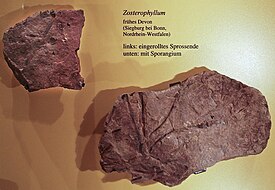 Zosterophyllumin fossiileja
