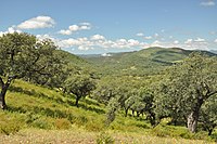 Sierra de Aracena and Picos de Aroche Natural Park