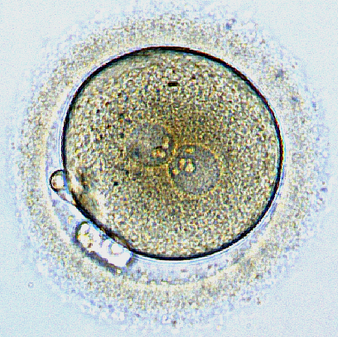 Эмбрион человека первые сутки развития.png