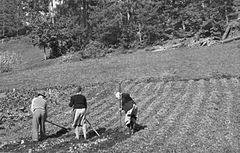 "Hrušče" (krompir) kopljejo v Dragančah 1951.jpg