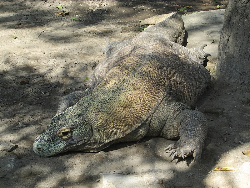 File:'Komodo Dragon' at the Gembira Loka Zoo' in Yogyakarta..JPG