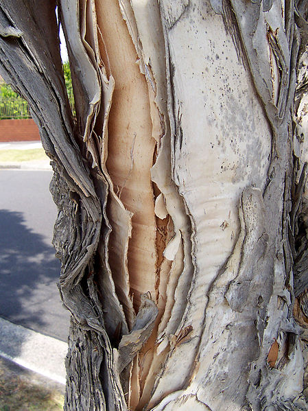 File:(85) Paperbark.jpg