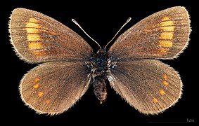 Erebia pharte – mounted specimen - female dorsal.