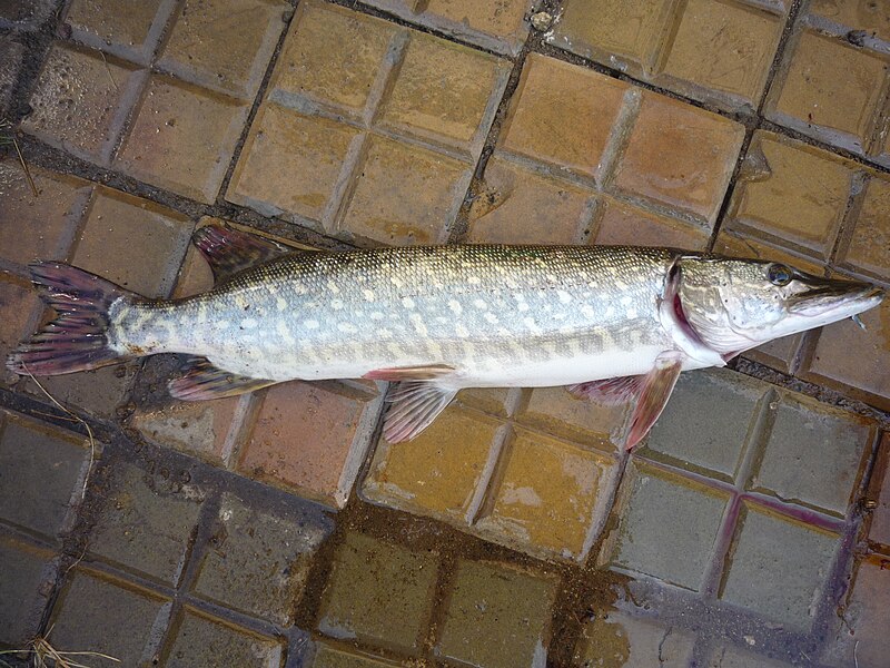 File:Štika obecná (Esox lucius) - Sázava 02.jpg