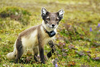 Female arctic fox Alopex lagopus tagged with a satellite transmitter to study its winter roaming on Kolguyev Island, by Hobboto4ek, edited by MPF