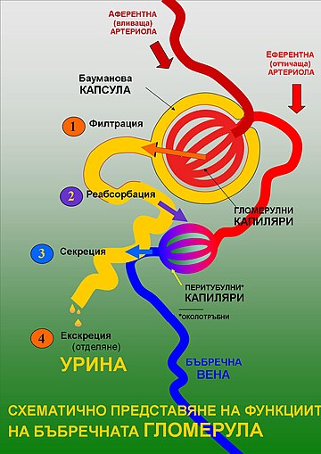 Индекс на гломерулна филтрация