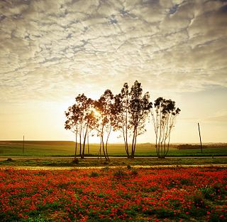 Shaar HaNegev Regional Council Regional council