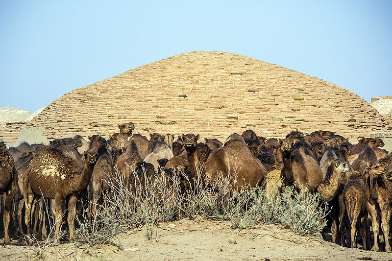 File:چرای گله شتر - حوالی کاروانسرای دیر گچین قم - پارک ملی کویر 22.jpg