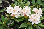 Miniatuur voor Rhododendron caucasicum