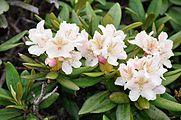 Rhododendron caucasicum