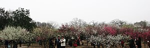 中国上海植物园梅花盛开，吸引了大批游客前来参观
