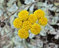 Tanacetum haradjanii