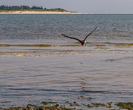 Oystercatcher (Haematopus ostralegus) in the Godel lowland bird reserve