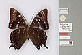 013675258 Polyura epigenes bicolor Turlin & H Sato 1995 PT 1.jpg