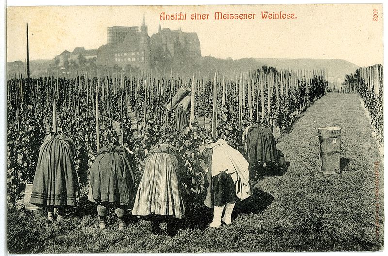 File:03052-Meißen-1903-Meißner Weinlese-Brück & Sohn Kunstverlag.jpg