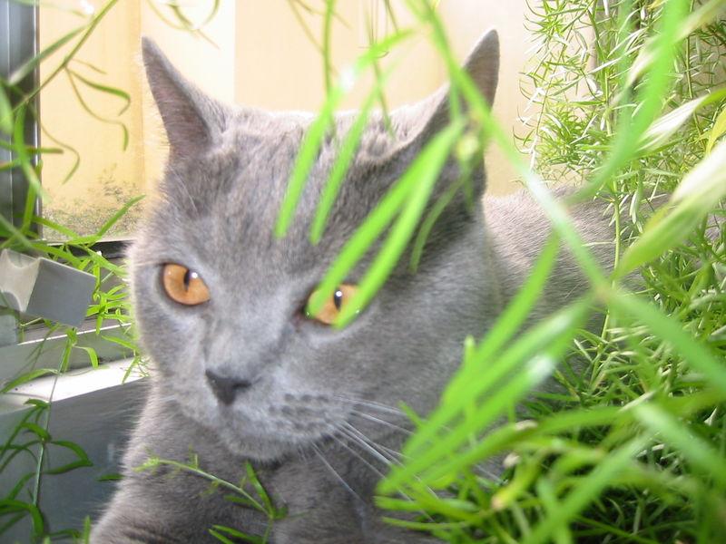 File:0705 Chartreux Ukane OrsBleus.jpg