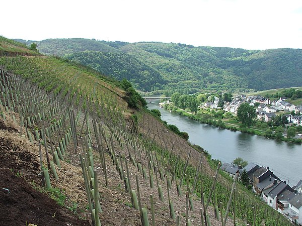 In the Mosel region, such as here close to the village of Zell, vines are often trained on individual wooden stakes, Einzelpfahlerziehung